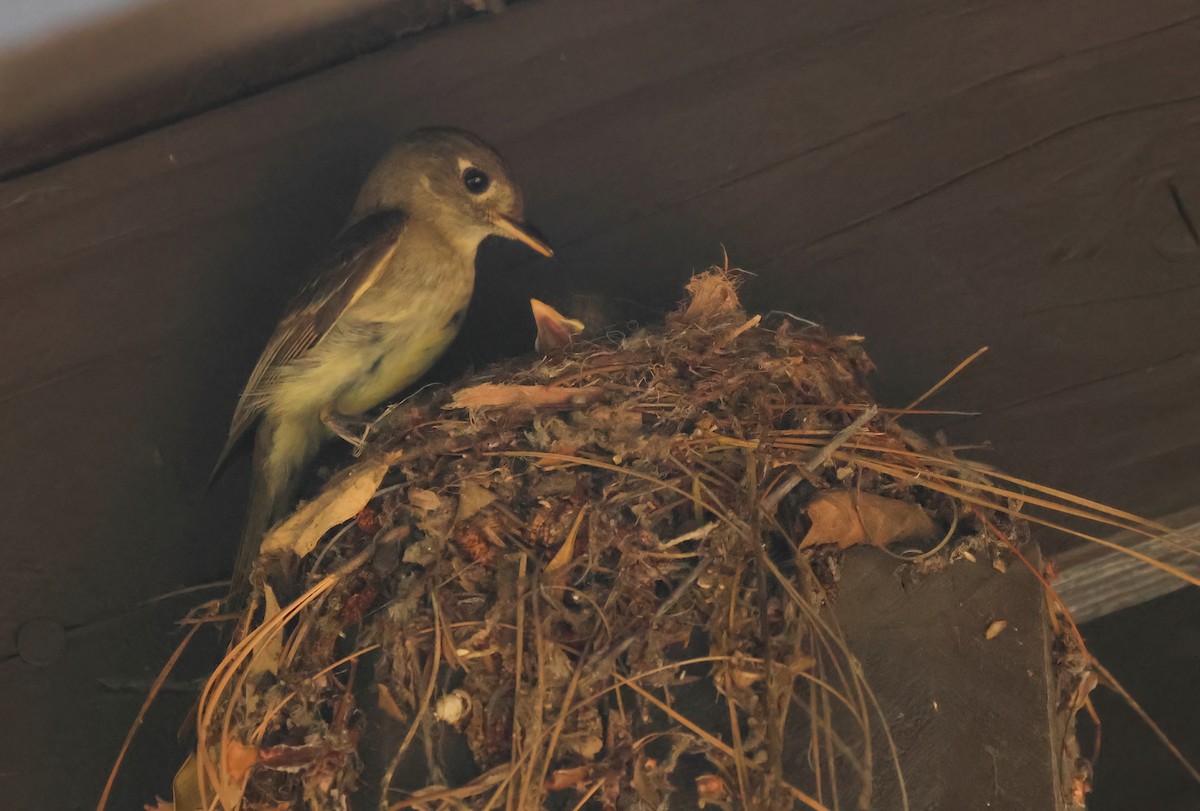 Western Flycatcher - ML620802350