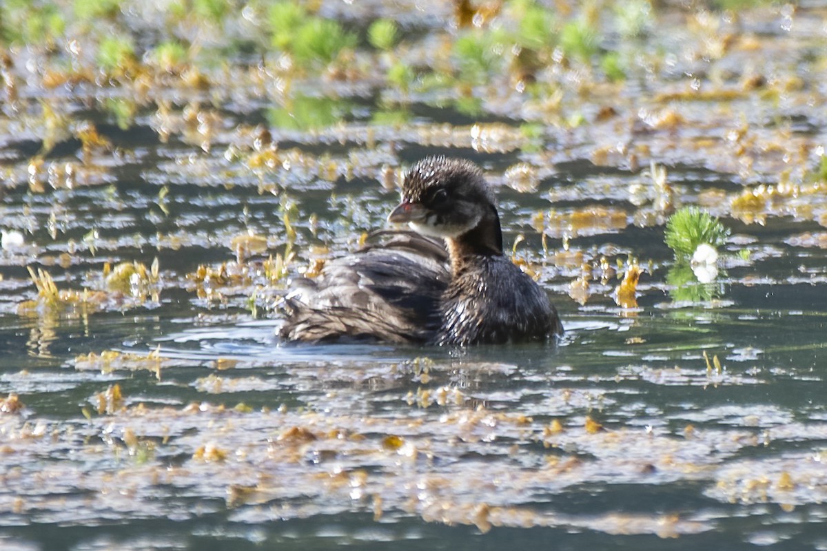 Pied-billed Grebe - ML620802351