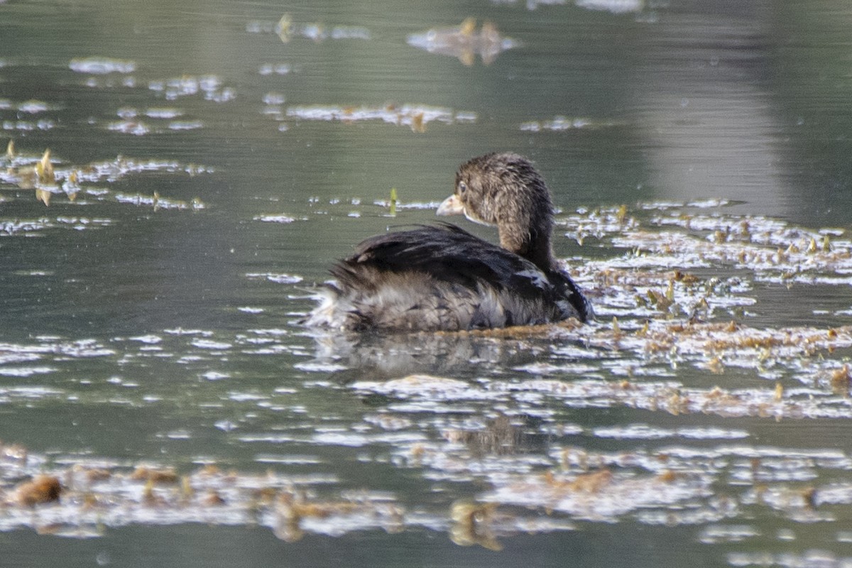 Pied-billed Grebe - ML620802352