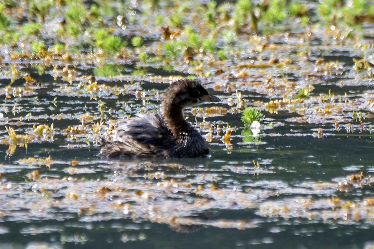 Pied-billed Grebe - ML620802353