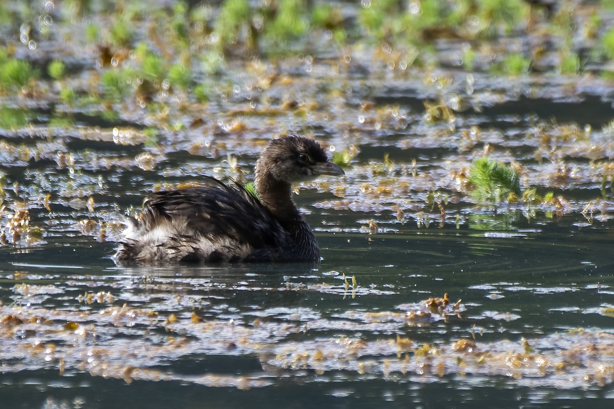 Pied-billed Grebe - ML620802355