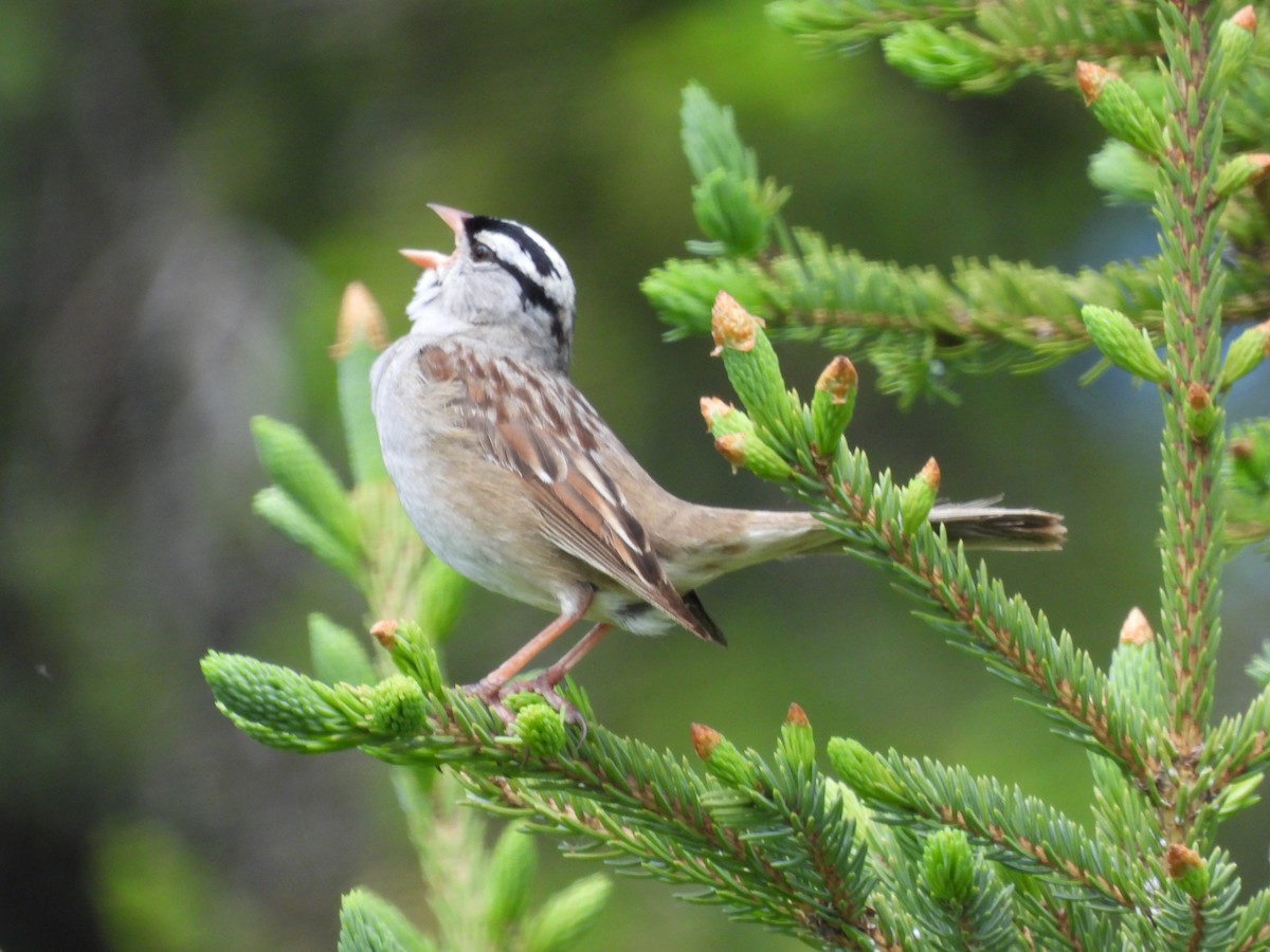 White-crowned Sparrow - ML620802356