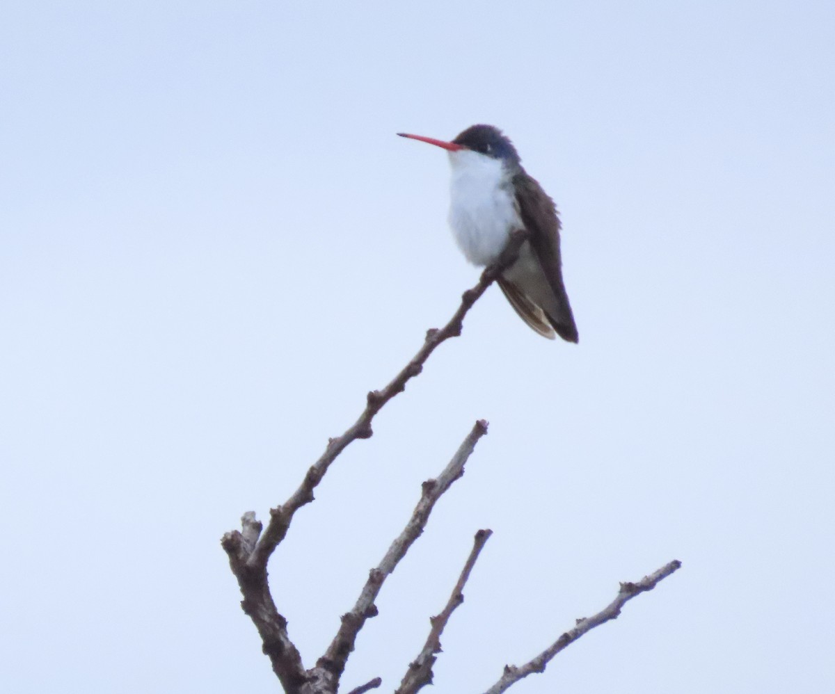 Violet-crowned Hummingbird - ML620802362