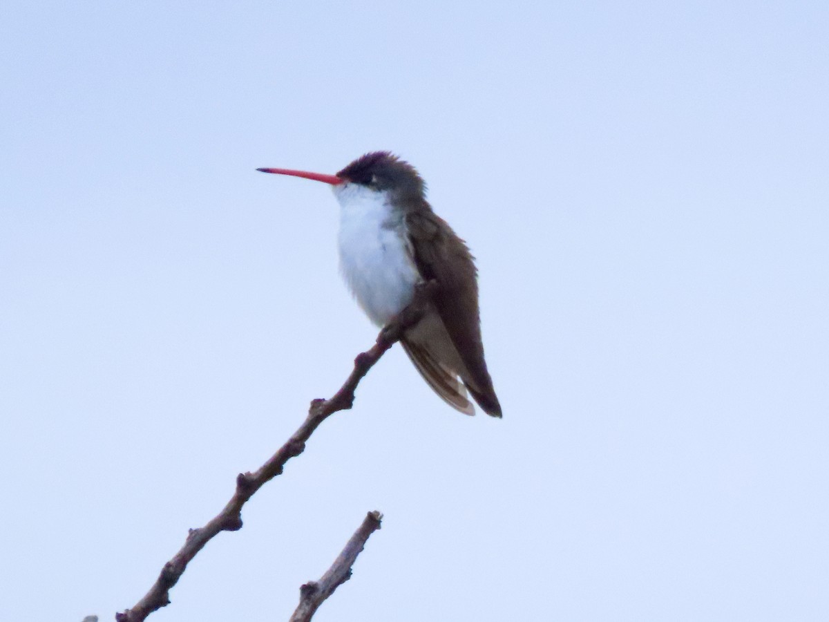 Violet-crowned Hummingbird - ML620802363