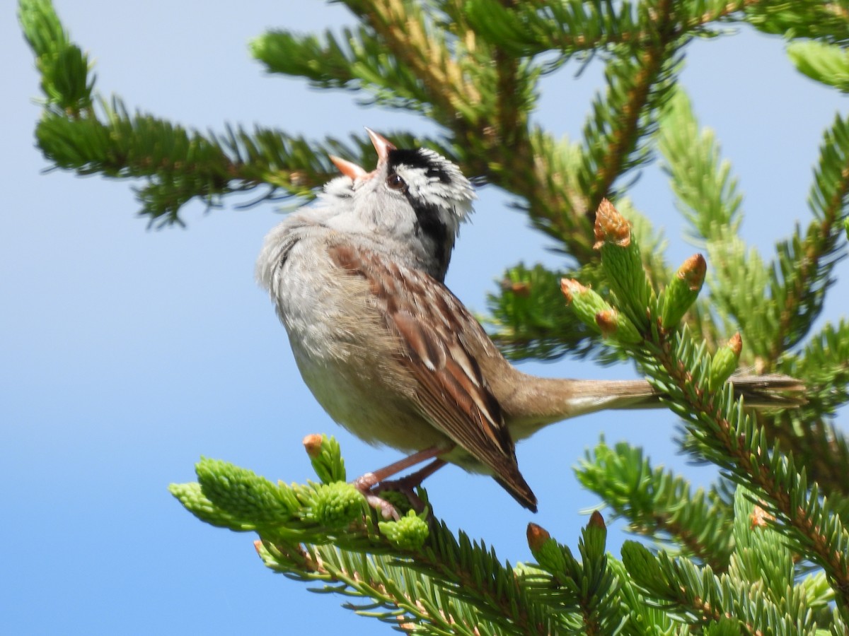 White-crowned Sparrow - ML620802364