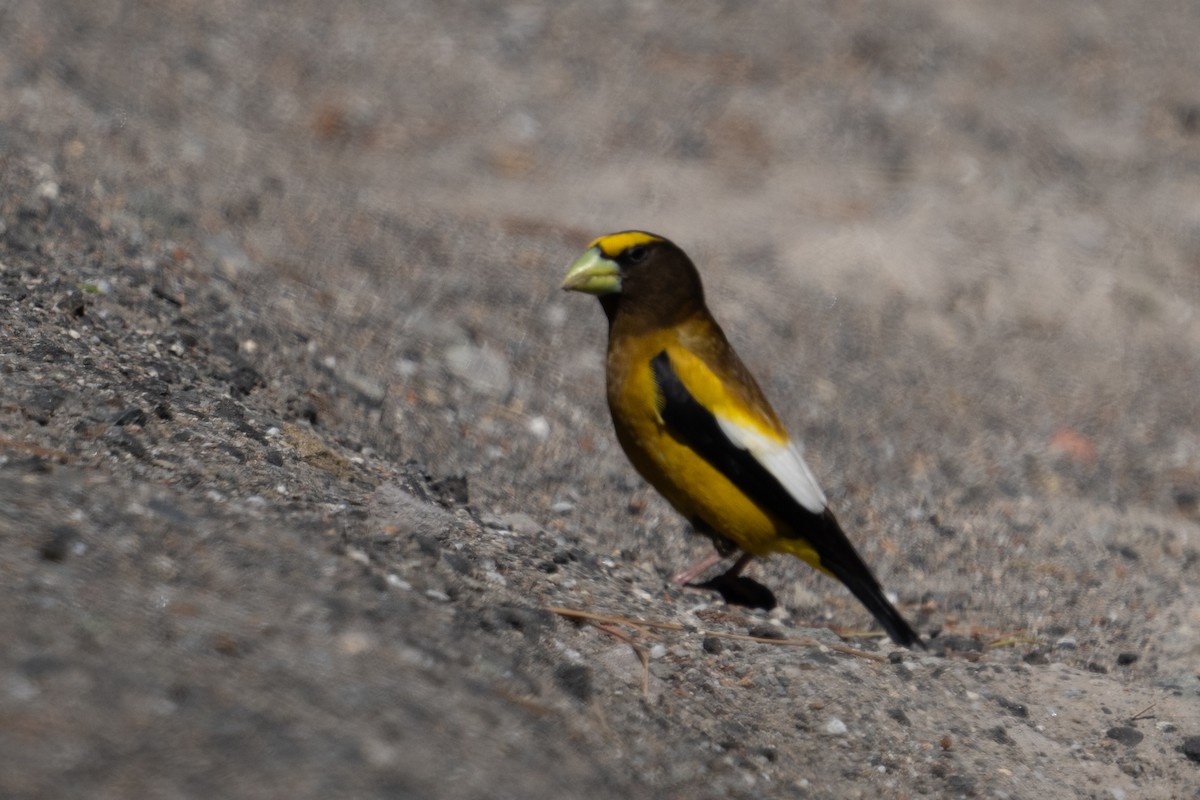 Evening Grosbeak - ML620802365