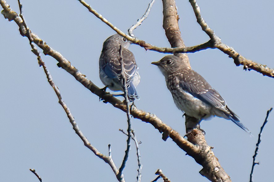 Eastern Bluebird - ML620802366