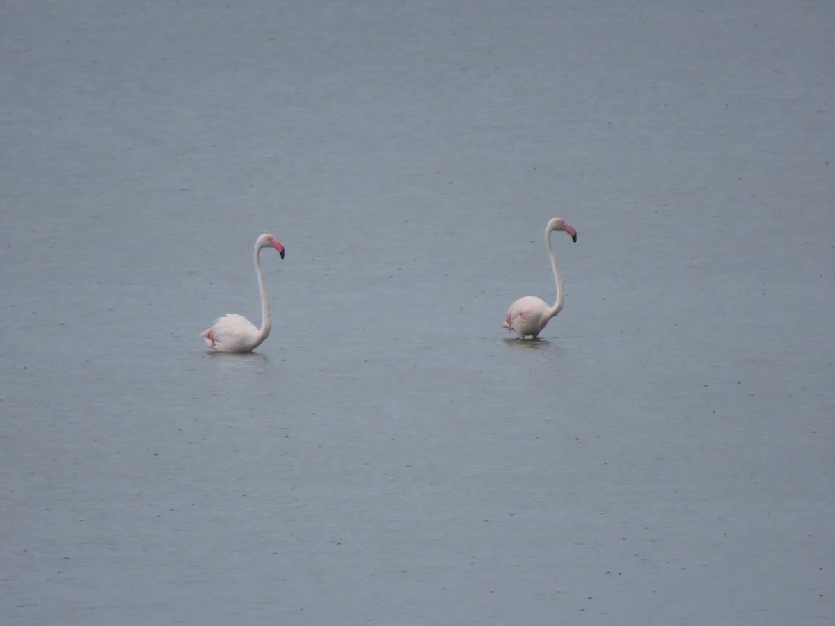 Greater Flamingo - ML620802379