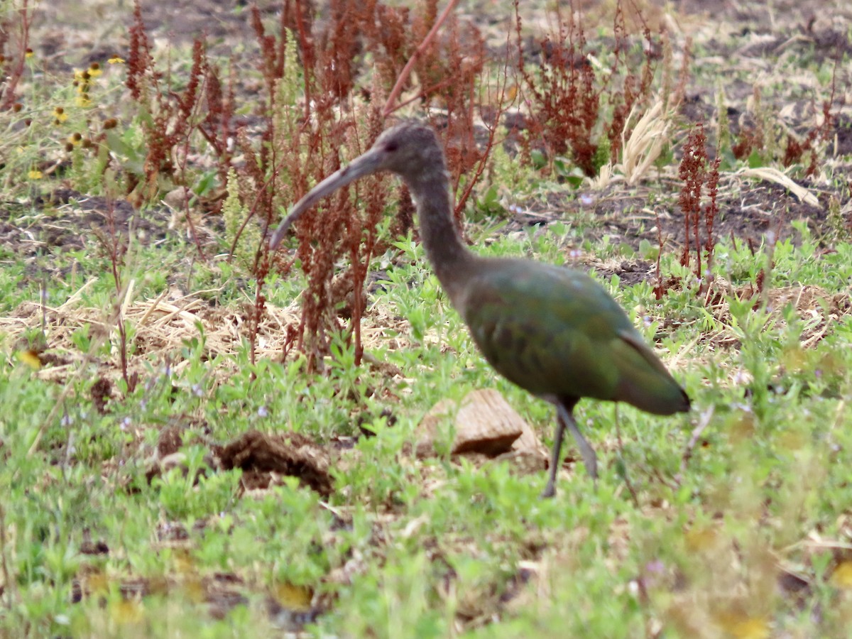 Ibis à face blanche - ML620802382