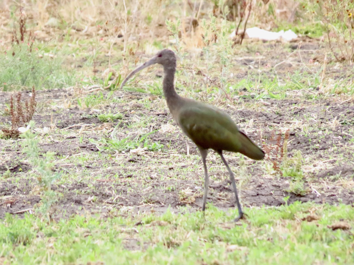 Ibis à face blanche - ML620802384