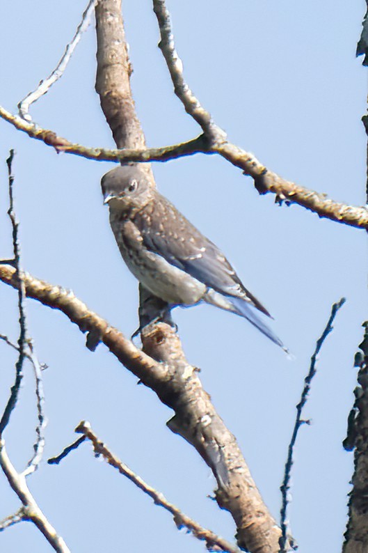 Eastern Bluebird - Cindy Gimbert