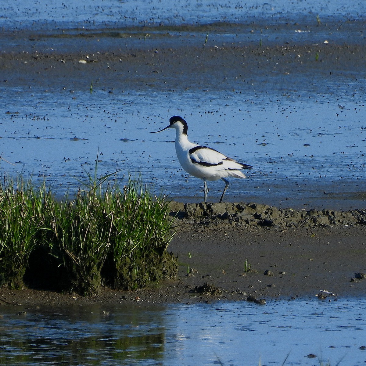 Pied Avocet - ML620802388