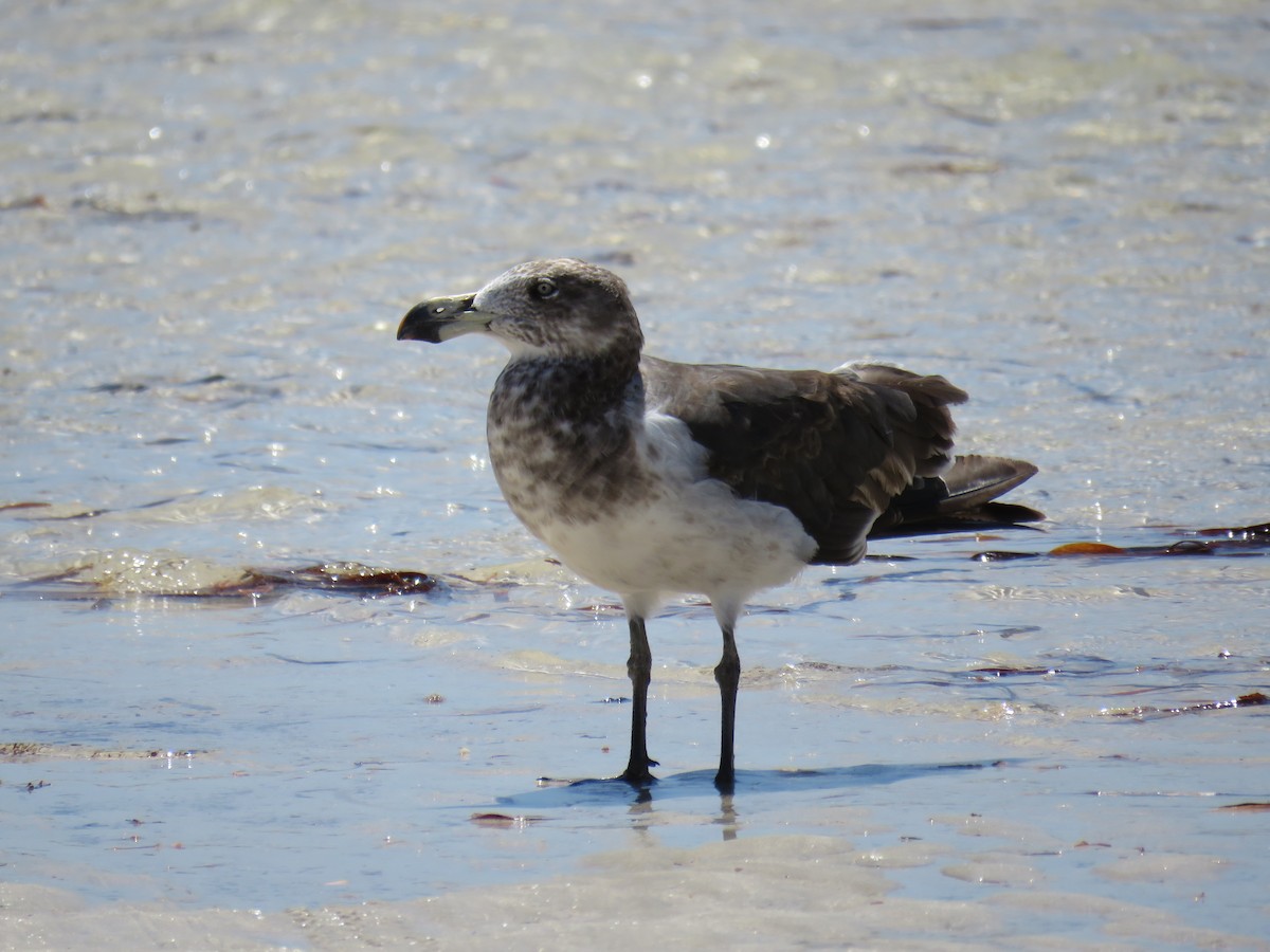 Pacific Gull - ML620802396