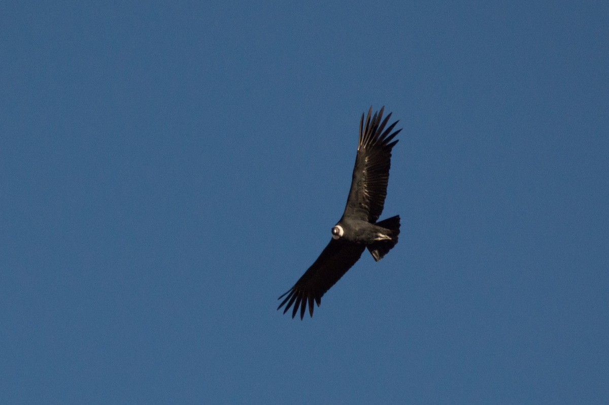 Andean Condor - ML620802413