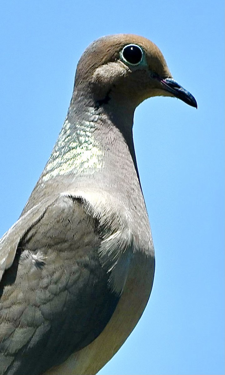 Mourning Dove - ML620802415