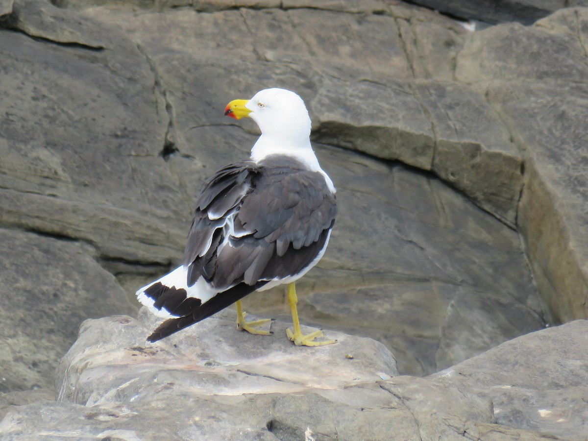 Pacific Gull - ML620802417