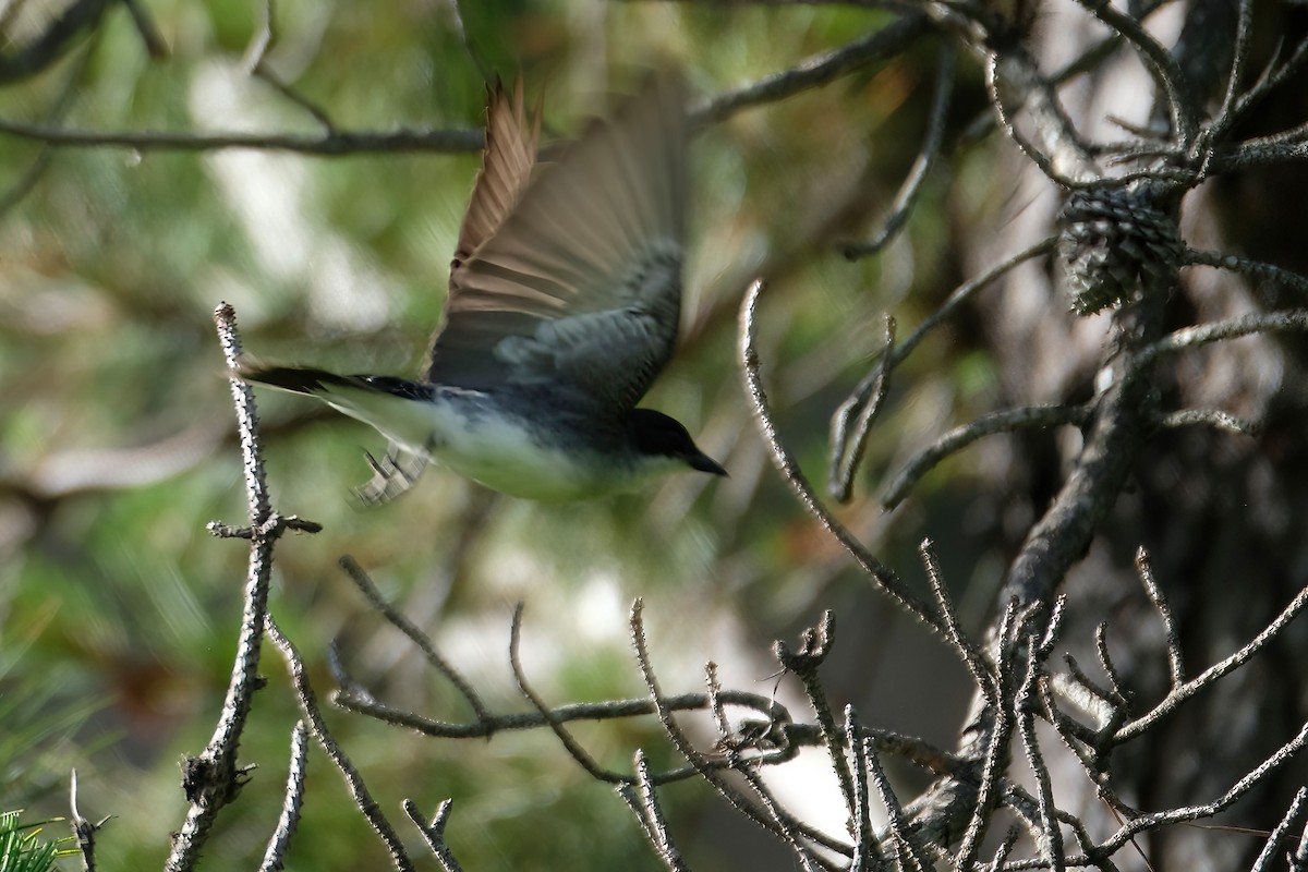 Eastern Kingbird - Cindy Gimbert