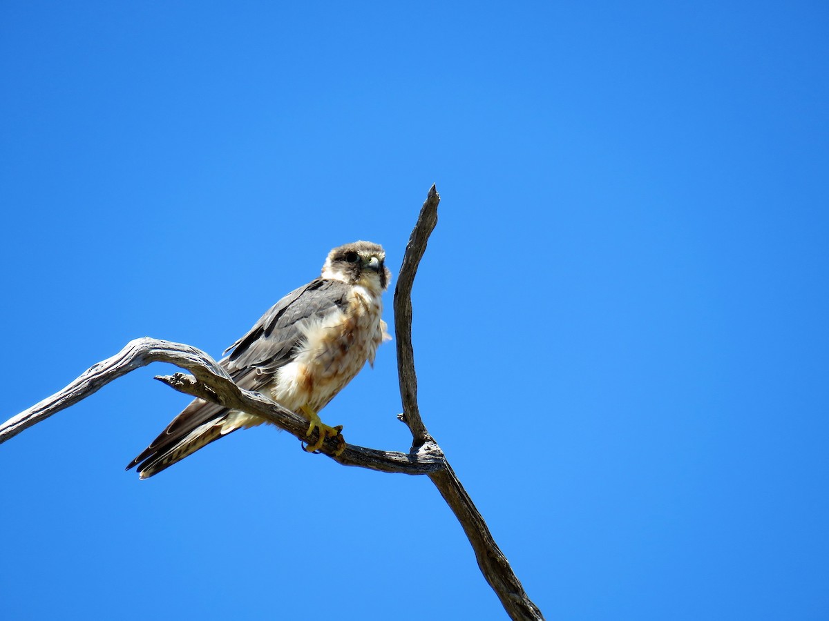 Alcotán Australiano - ML620802423