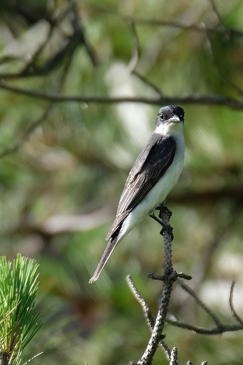 Eastern Kingbird - ML620802425