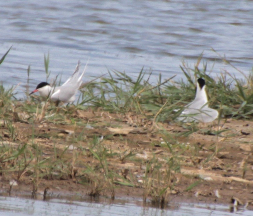 Common Tern (hirundo/tibetana) - ML620802426