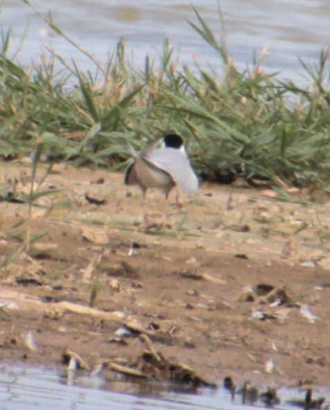 Common Tern (hirundo/tibetana) - ML620802427