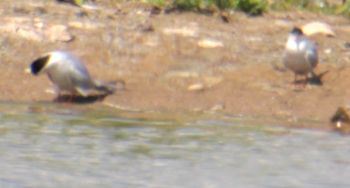 Common Tern (hirundo/tibetana) - ML620802428