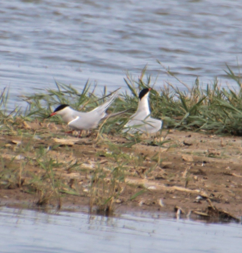 Common Tern (hirundo/tibetana) - ML620802429