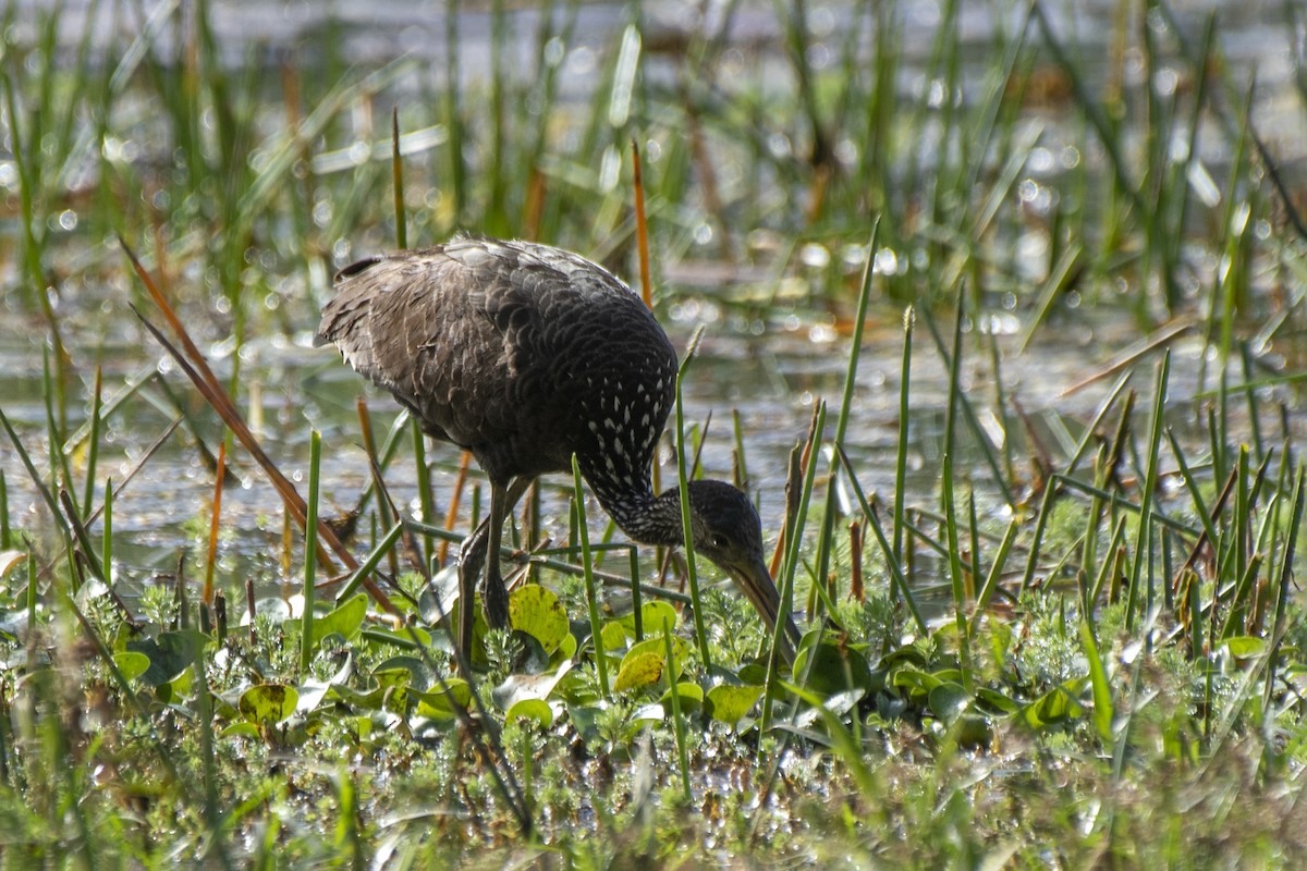 Limpkin - Luiz Carlos Ramassotti