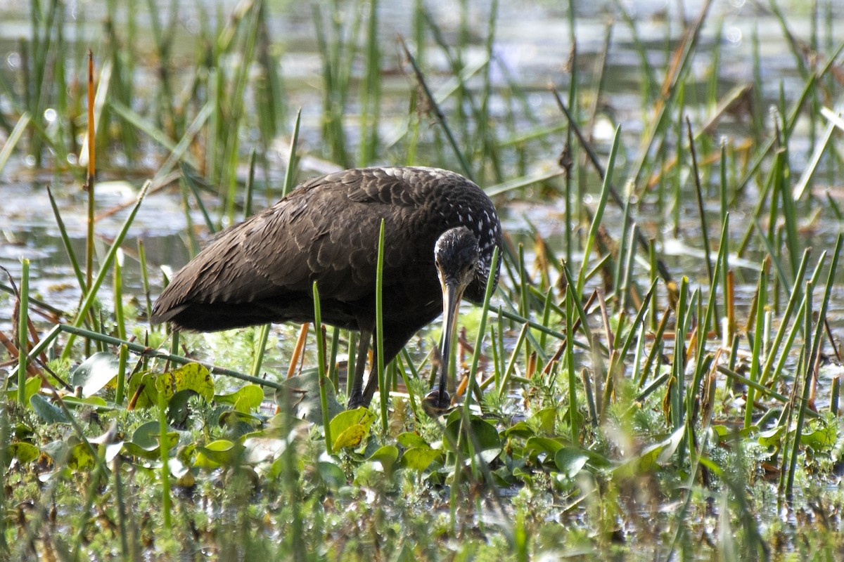 Limpkin - ML620802431