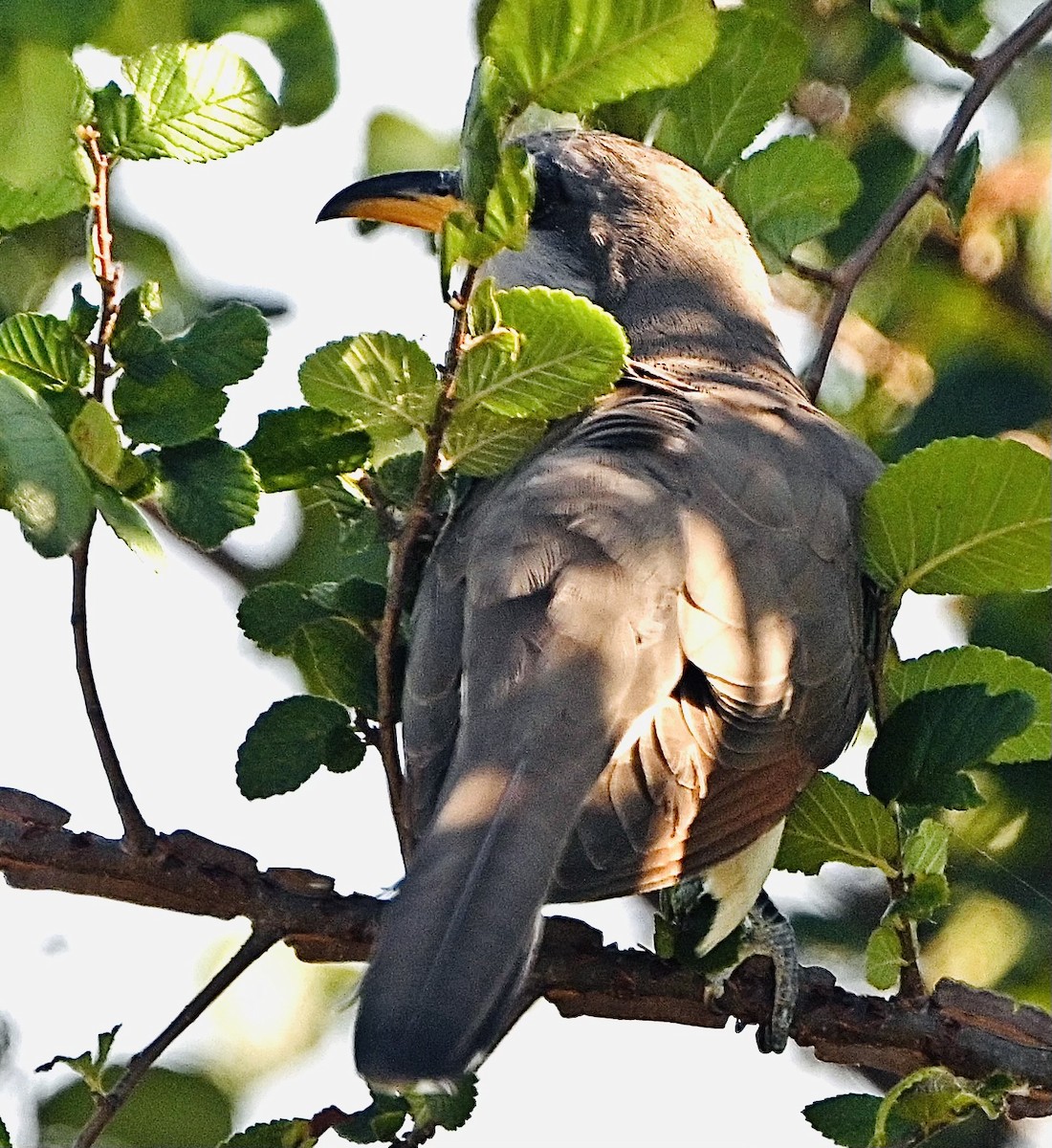 Yellow-billed Cuckoo - ML620802439