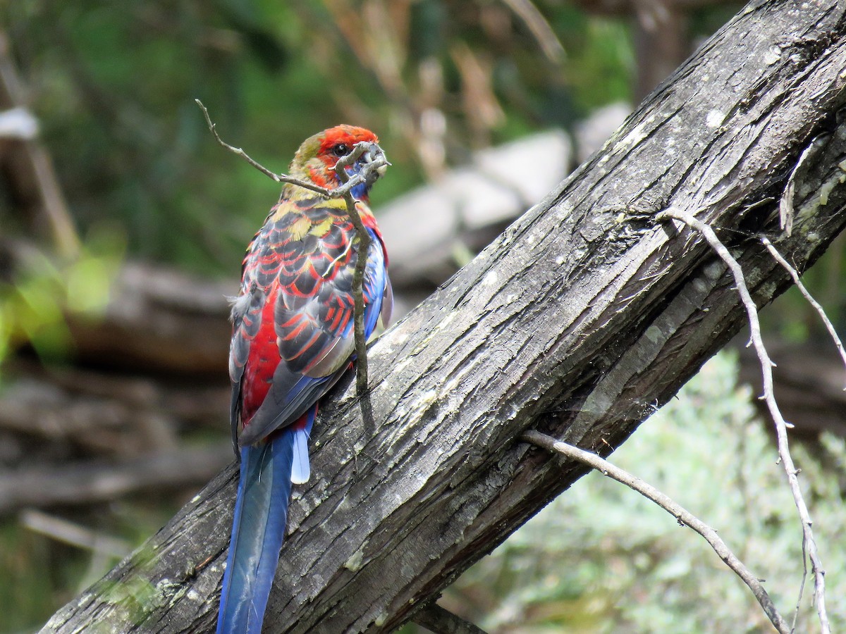 アカクサインコ（elegans グループ） - ML620802440