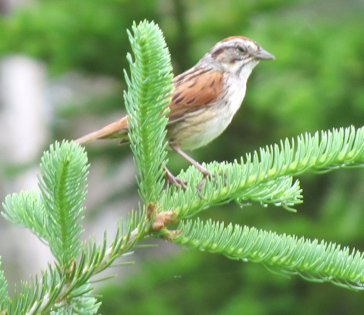 Swamp Sparrow - ML620802441