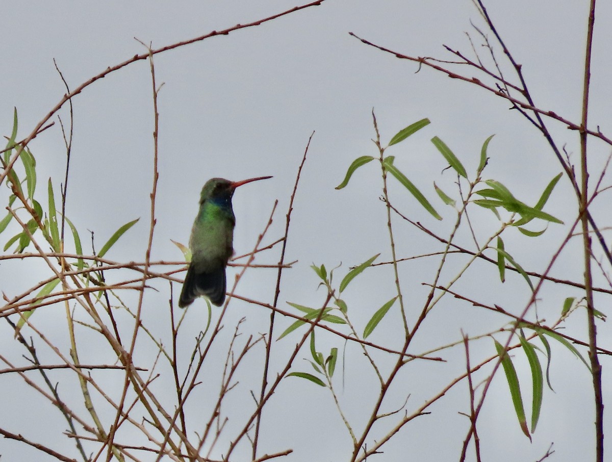 Colibrí Piquiancho Común - ML620802442