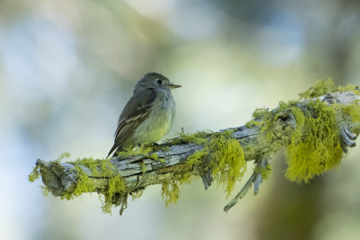 Hammond's Flycatcher - ML620802443