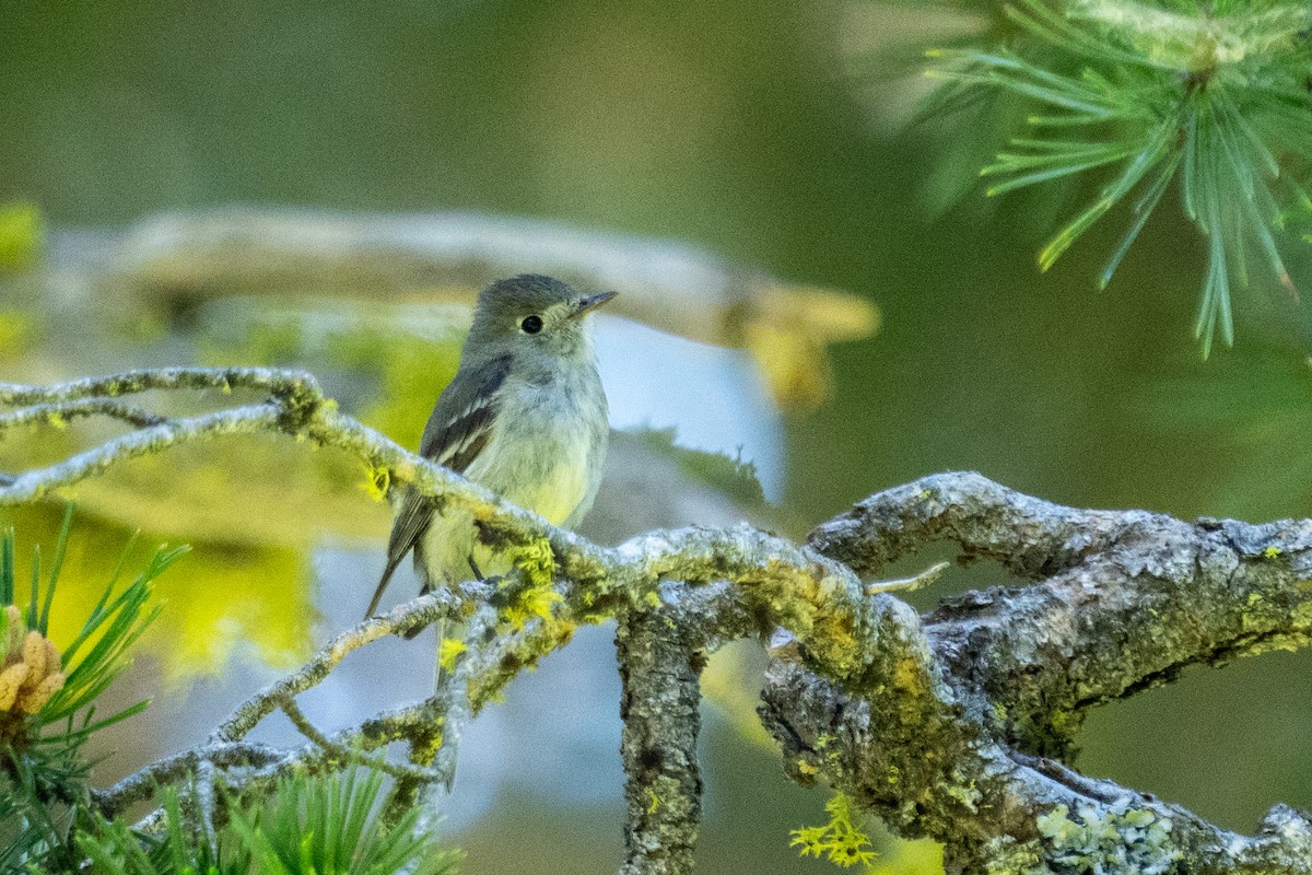 Hammond's Flycatcher - ML620802444