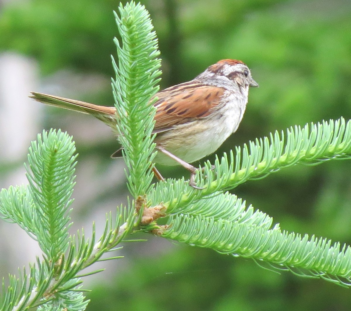 Swamp Sparrow - ML620802445