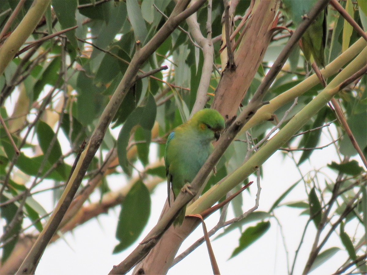 Purple-crowned Lorikeet - ML620802446