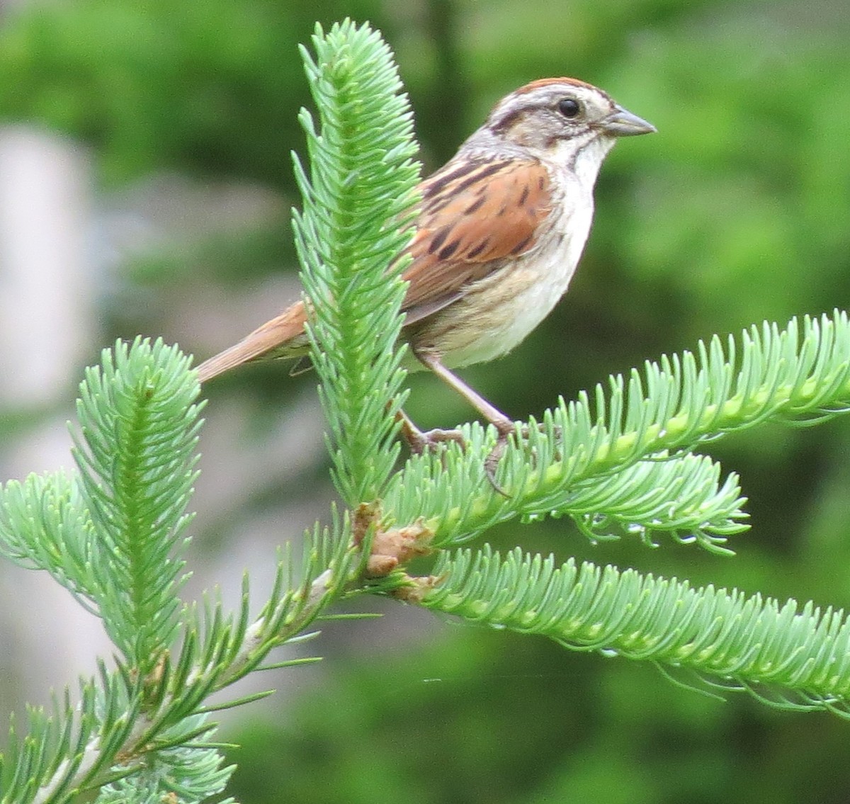 Swamp Sparrow - ML620802448