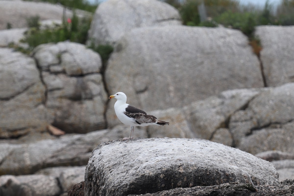 Great Black-backed Gull - ML620802449