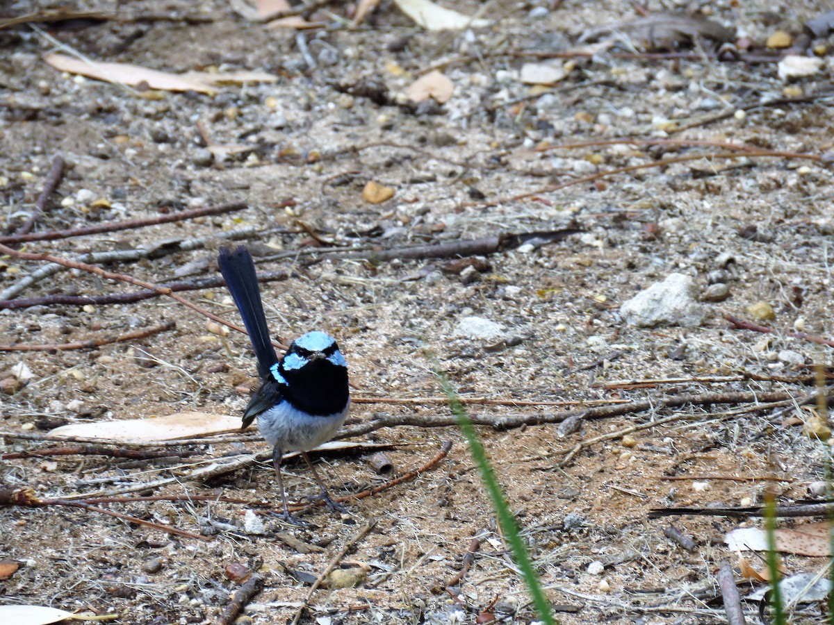 Superb Fairywren - ML620802450