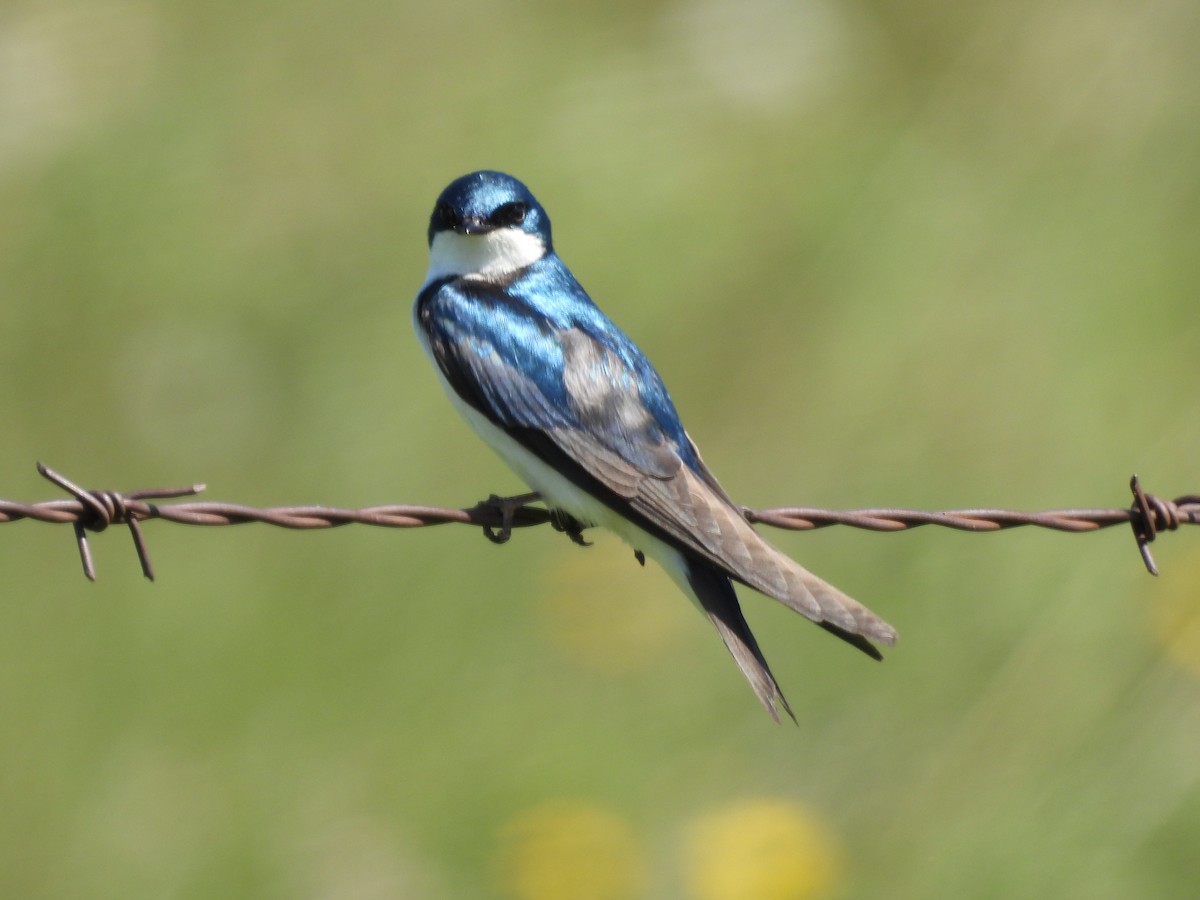 Tree Swallow - ML620802451