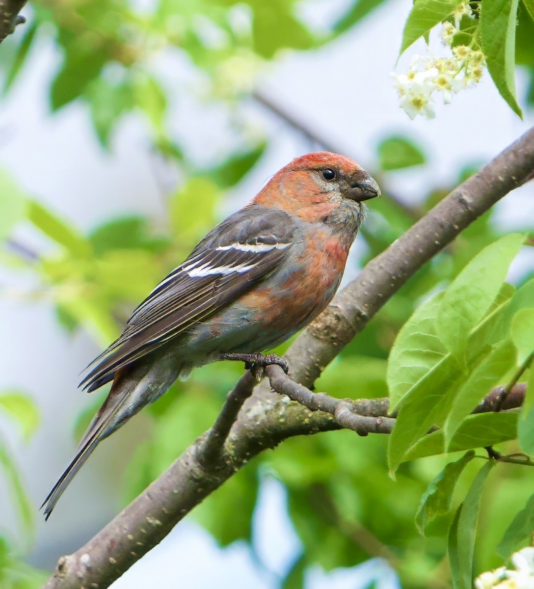 Pine Grosbeak - ML620802452