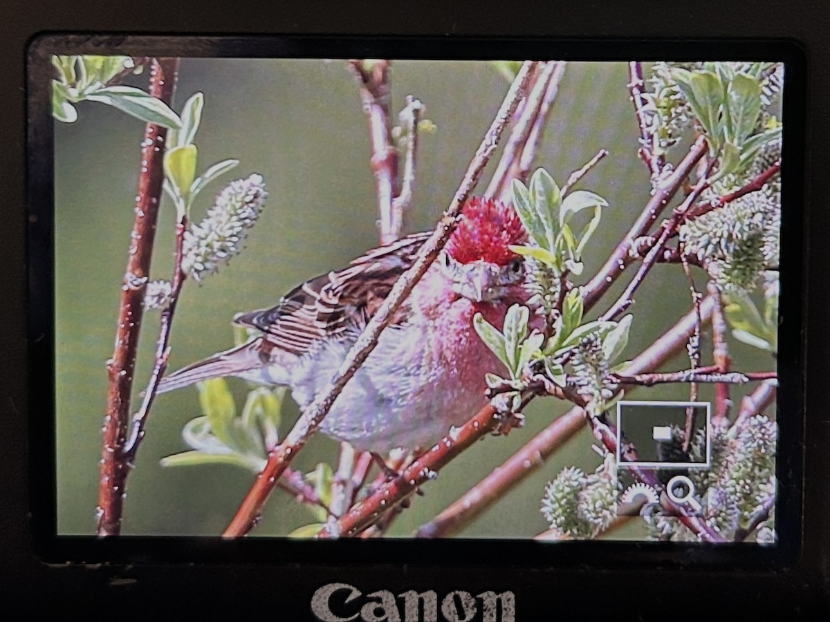 Cassin's Finch - ML620802455