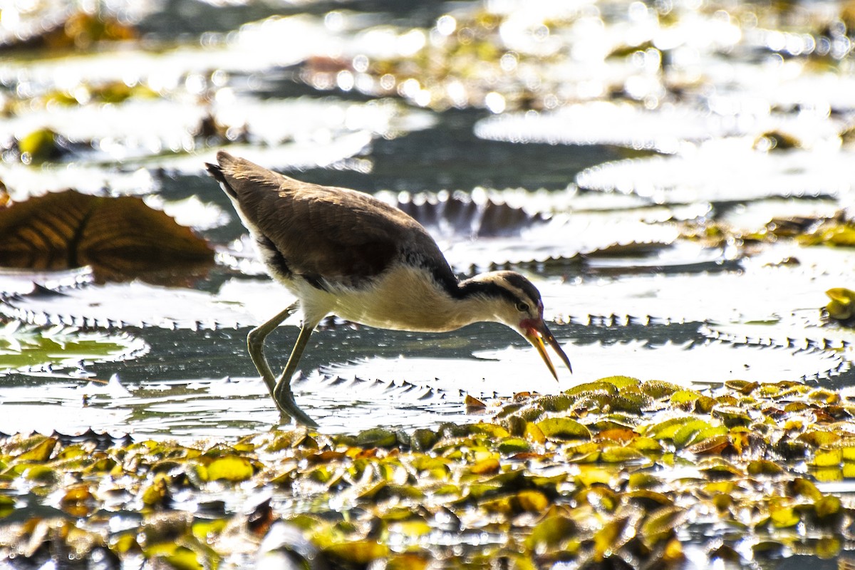 Wattled Jacana - ML620802456