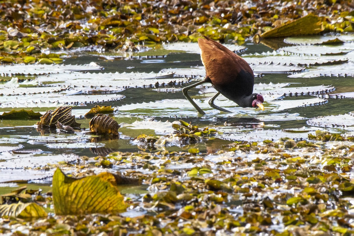 Wattled Jacana - ML620802457