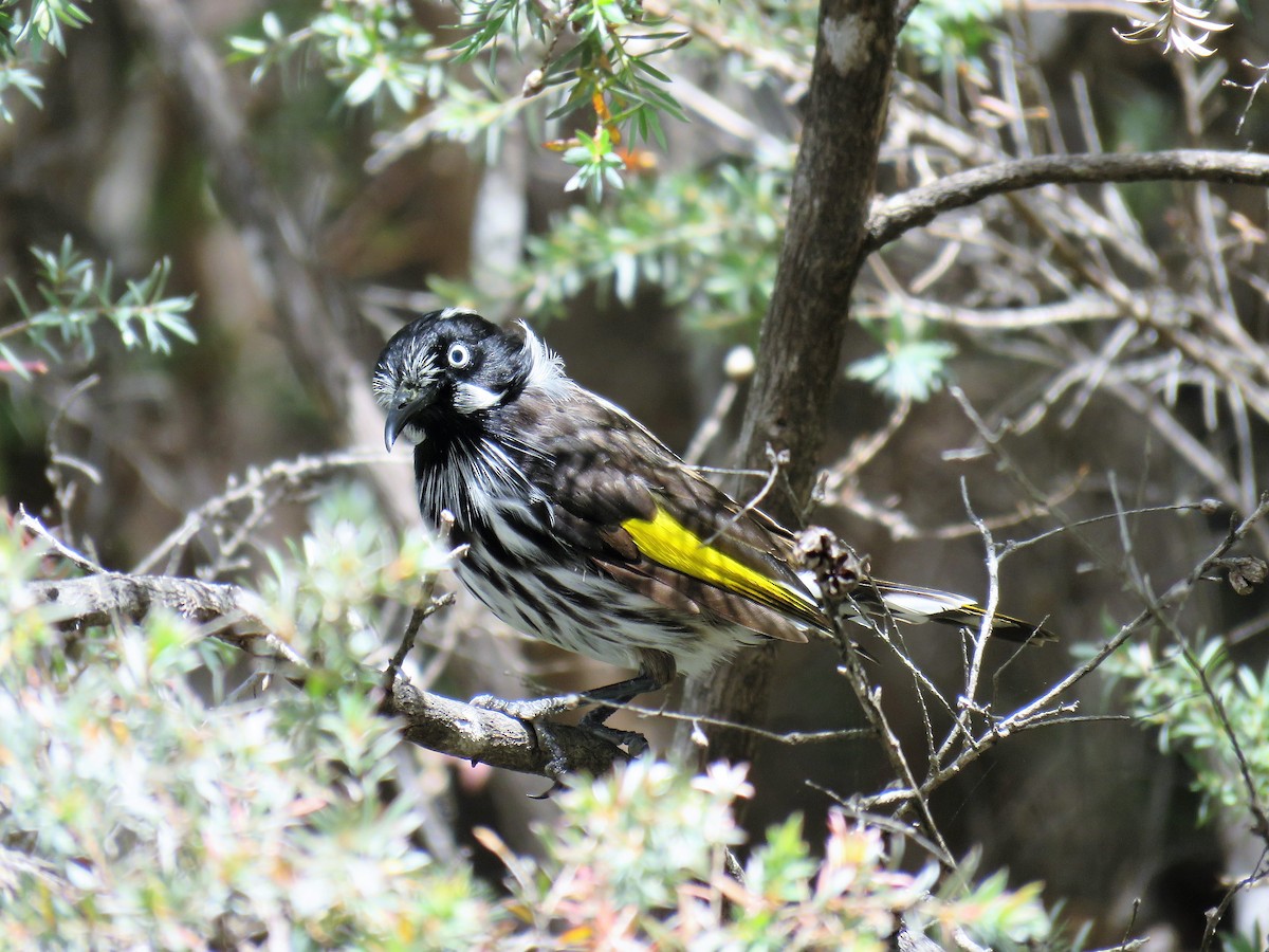 New Holland Honeyeater - Greg Wark