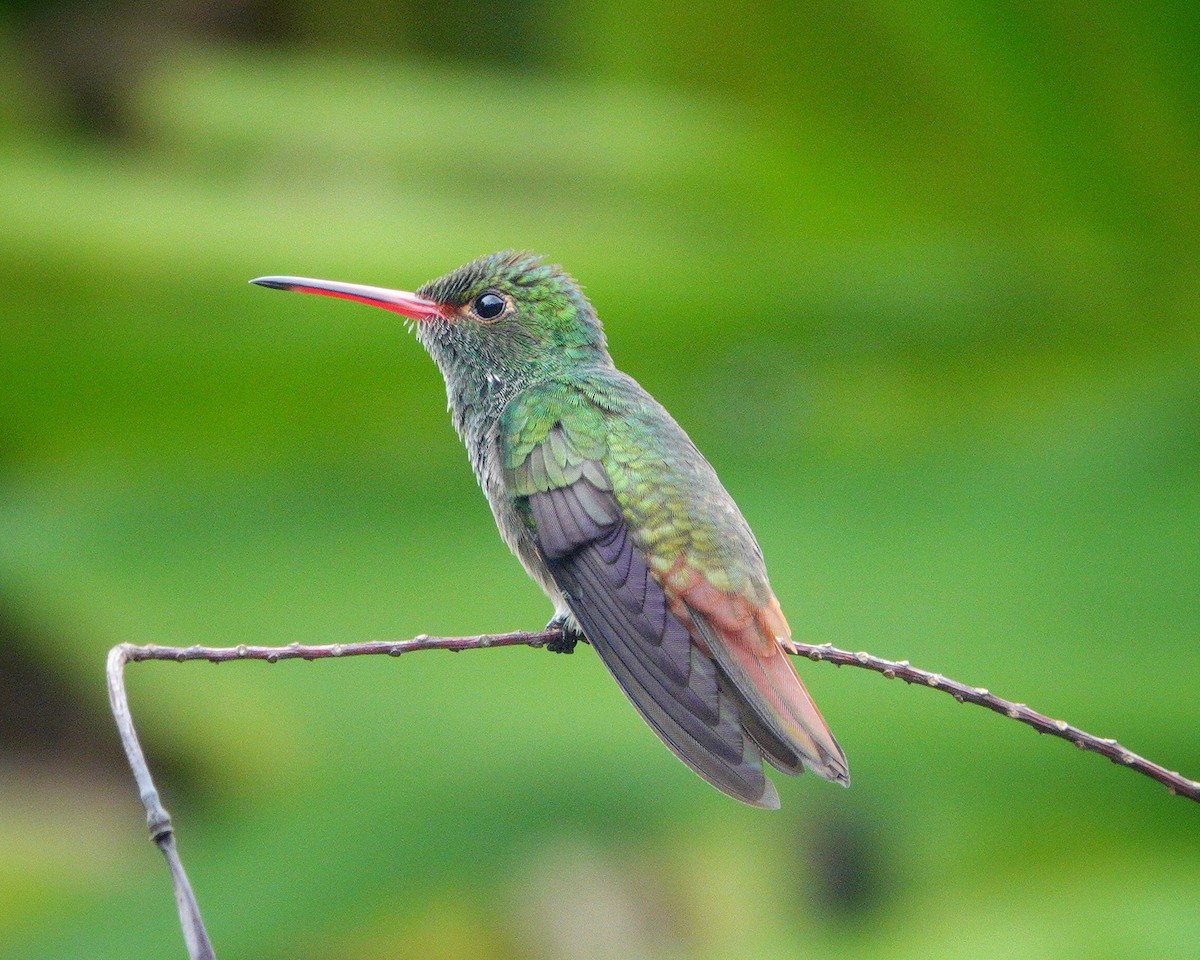 Rufous-tailed Hummingbird - ML620802461