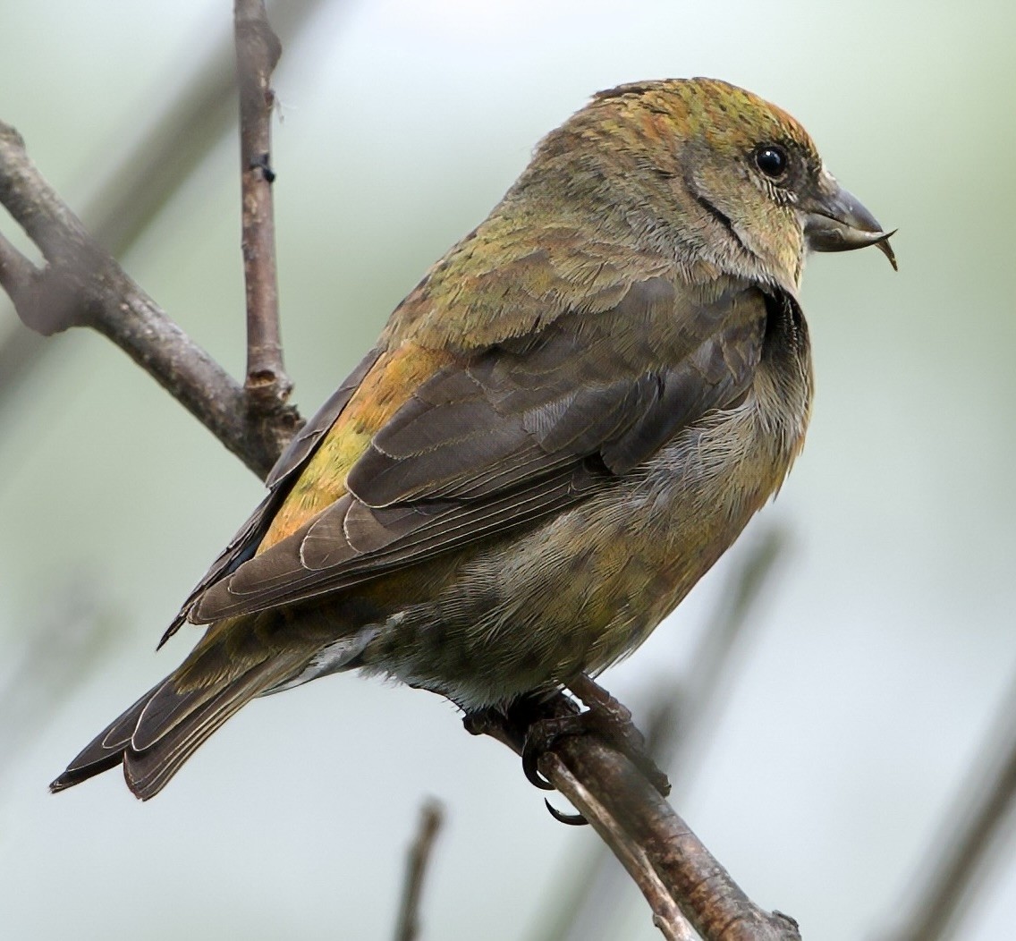 Red Crossbill - ML620802462