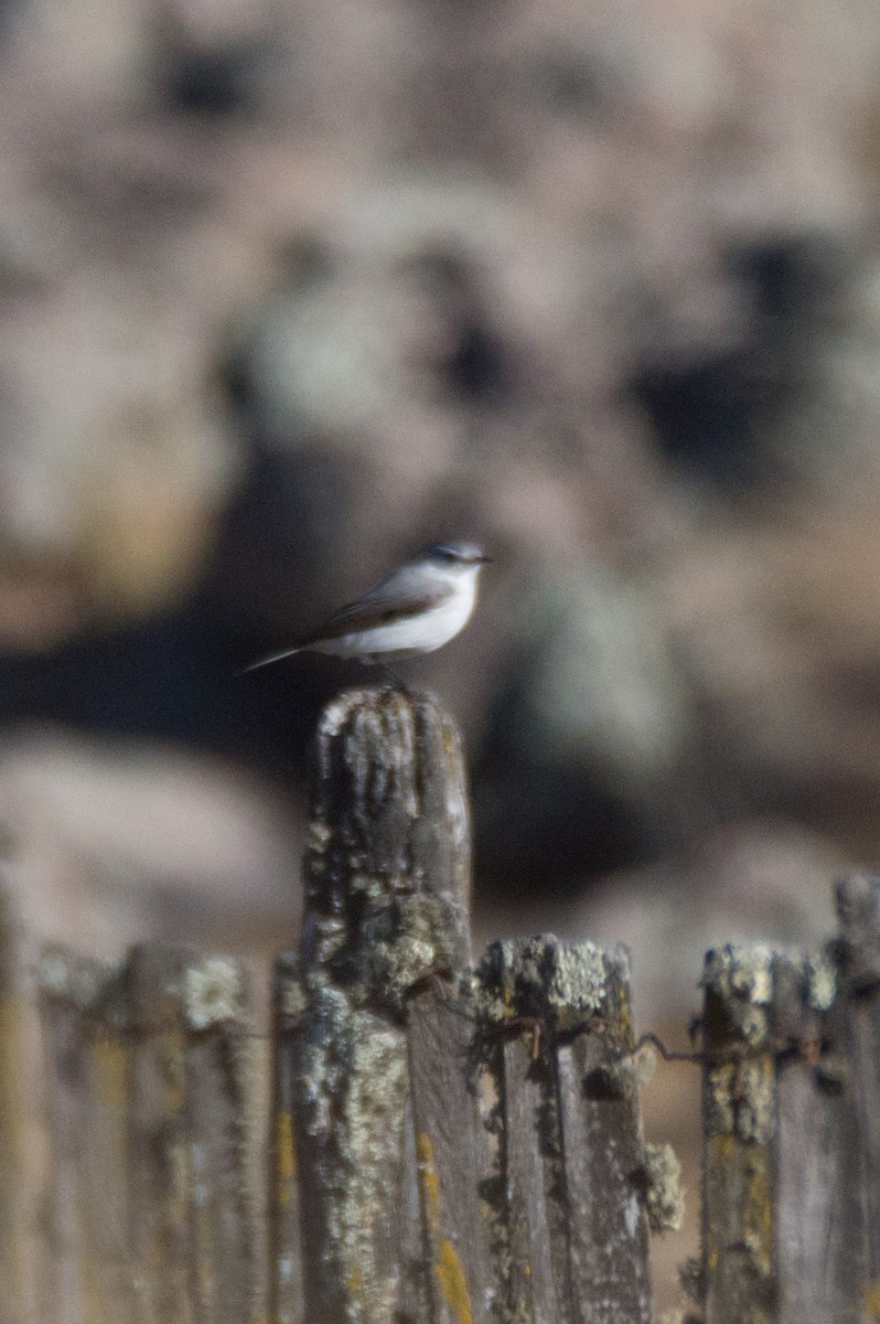 Rufous-naped Ground-Tyrant - ML620802463