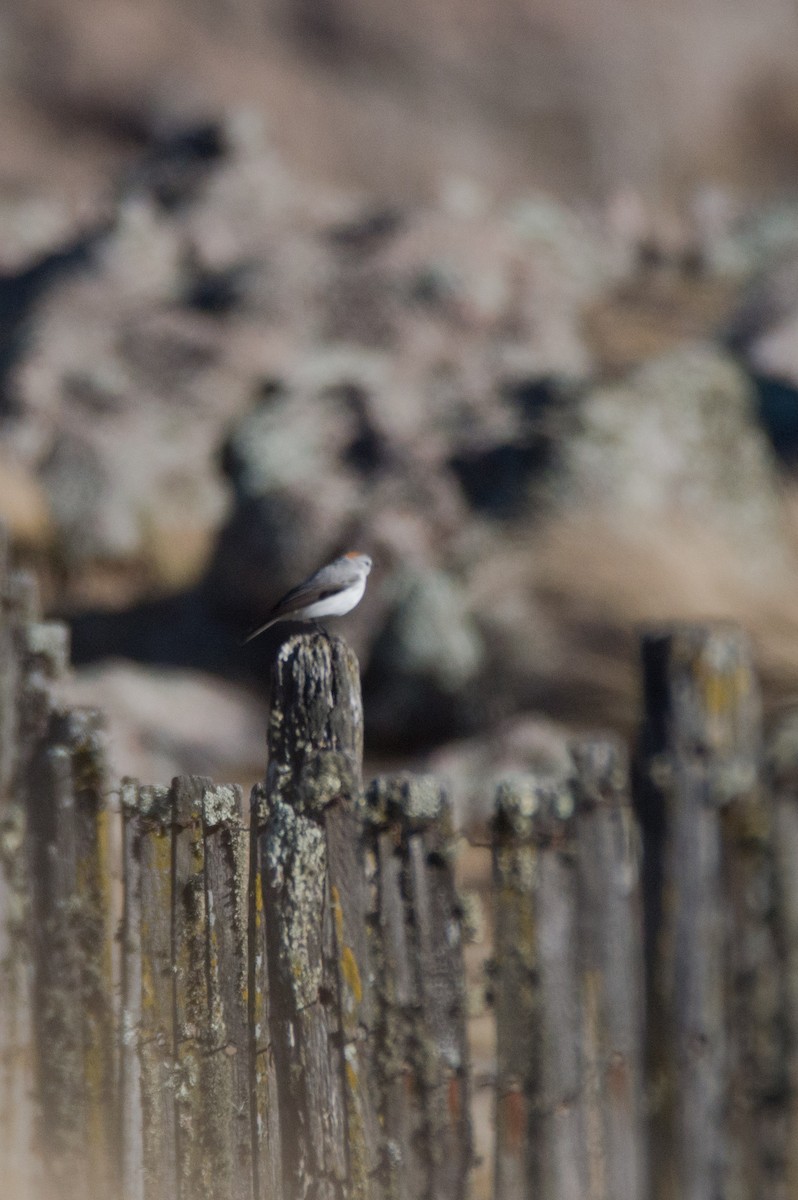 Rufous-naped Ground-Tyrant - ML620802464